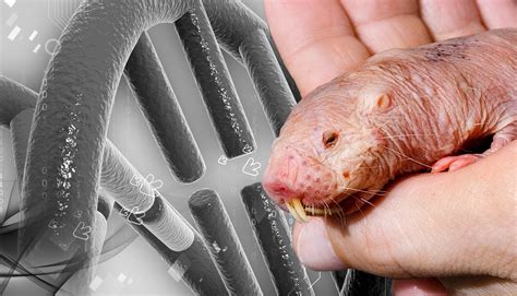 Zambian Mole Rat Life Expectancy