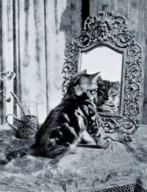 Старые фотографии с кошками, 1950гг.: katia_lexx — LiveJournal