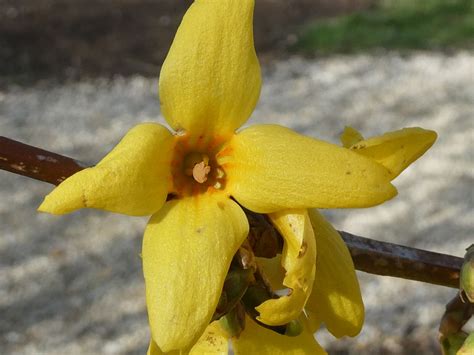 Forsythia koreana - Trees and Shrubs Online