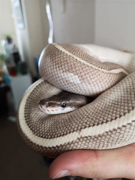 cute face love  guy rballpython