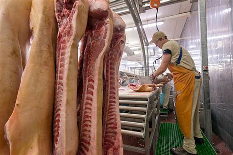 Animal Processing Safety Stats and Facts – SafetyNow ILT