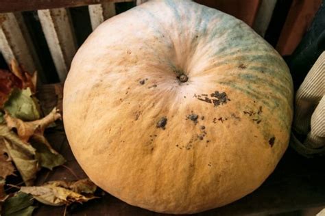 Сколько весит самая тяжелая в мире тыква: почти как легковой автомобиль ...