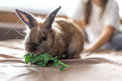 Coelho Pode Comer Repolho - Um coelho doméstico come repolho conceito de animal de estimação | Foto ...