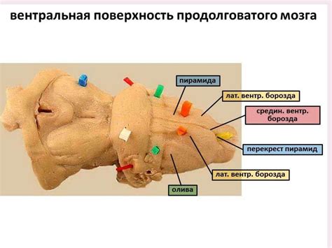 Структура и функции продолговатого мозга - презентация онлайн