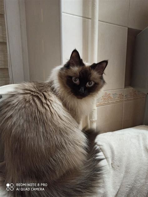 Котята породы Рэгдолл: 7 500 грн. - Коти Київ на Olx