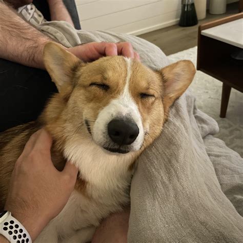 Smize : r/corgi