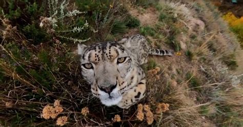 Sneaky Snow Leopard Tries to Eat Camera