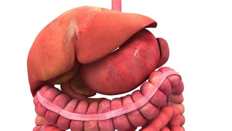 digestive system