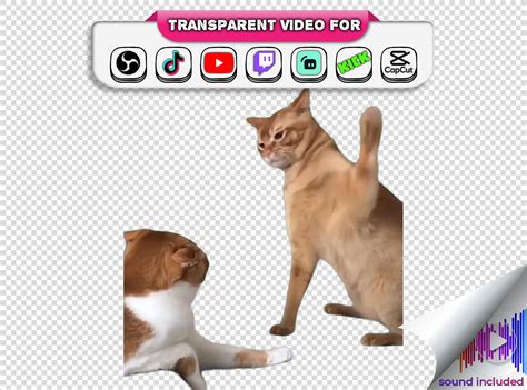 Cat Hits Another Cat Meme Transparent Background Funny Cat Tiktok Viral