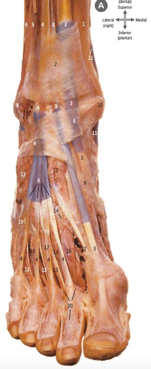 McMinn: Dorsum and back of the foot Diagram | Quizlet