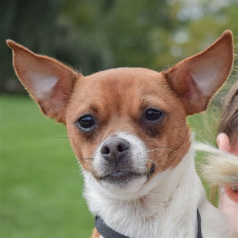 Mandy - Animal House Shelter