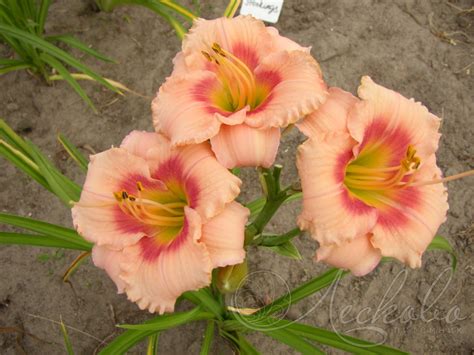 Лилейник гибридный (Hemerocallis `Cherry Valentine`) - Лилейник ...