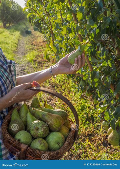 Mujer Cogiendo a Mano Una Pera Madura. Concepto De Ecoagricultura Foto