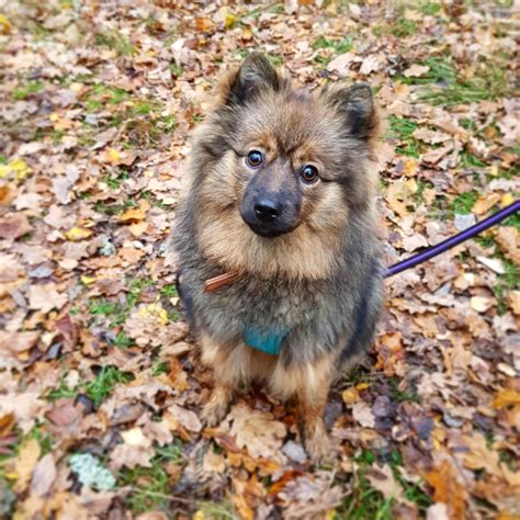 This Mittelspitz is actually satan : r/aww