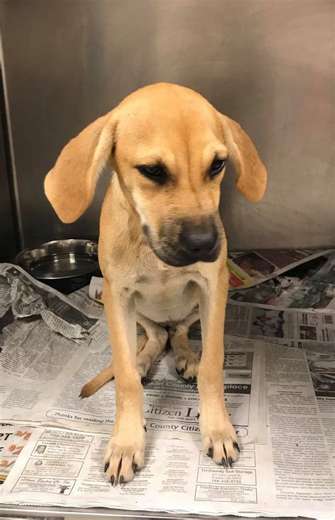 Northeast Georgia Animal Shelter - Home | Facebook
