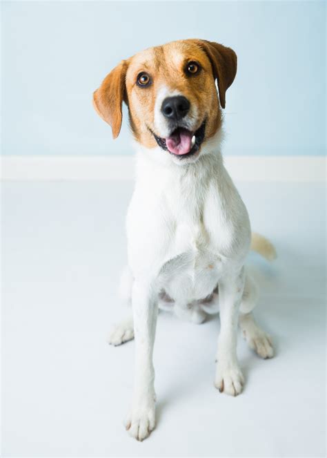 Ask Crystal: Snappy Pup - Blue Ridge Humane Society