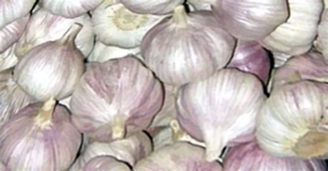 manfaat menakjubkan bawang putih unikspos