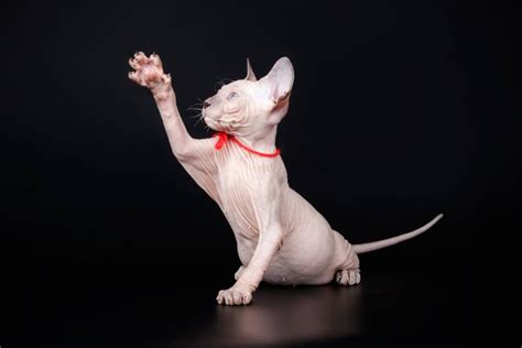 Лысые породы кошек с названиями и фото - Petstory