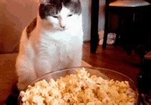 Cat Eating Popcorn Meme