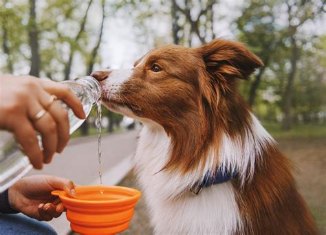 5 Paws For Success: The Top 3 Reasons Why Your Dog Isn't Drinking Enough Water (And How To Fix It)