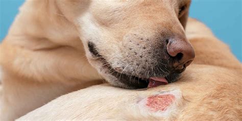 Dermatite atopica nei cani: effetti positivi di cannabidiolo e acido ...