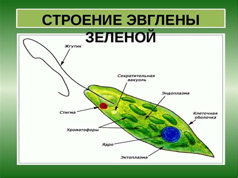 Презентация "Эвглена зелёная" - скачать бесплатно