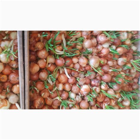 Продам ЛУК, купить ЛУК — Agro-Ukraine