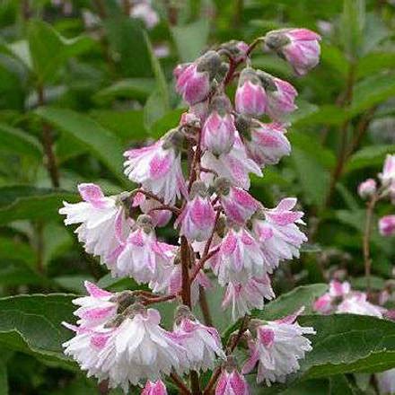 Дейция шершавая махровая (Deutzia scabra Plena),купить дейцию,дейция ...