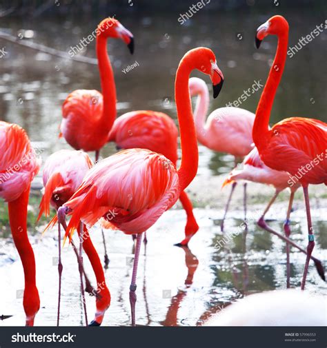 Pink Flamingo Stock Photo (Edit Now) 57996553