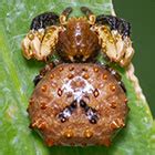 THOMISIDAE Crab spiders