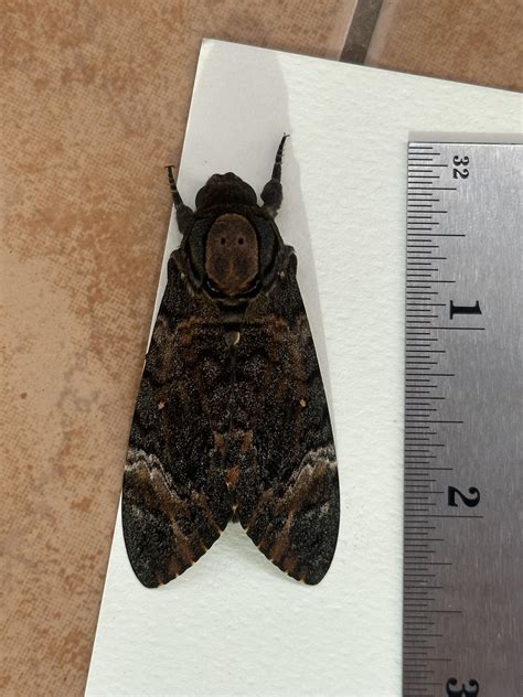 Large Black Moth : r/whatbugisthis