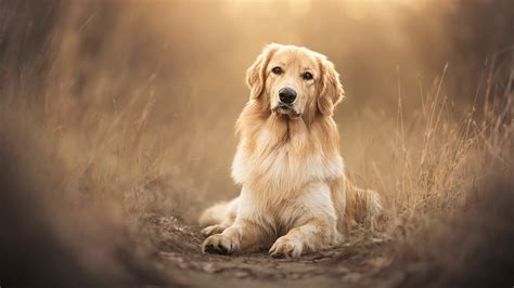golden retriever wallpaper  scottish breed dog pet dog