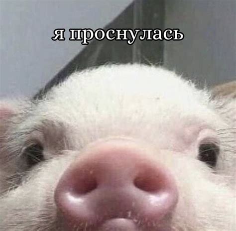 Пин на доске МЕМЫ в 2024 г | Милые детеныши животных, Веселые мемы ...