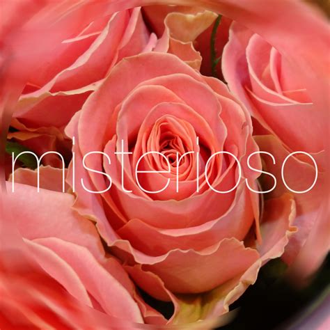 エルモサ – misterioso ～花の品種検索～