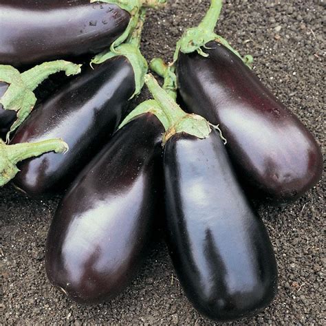 Eggplant: Classic Globe Plant - Mountain Harvest Organics