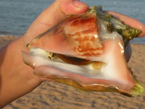 картинки : рука, пляж, воды, Нога, Палец, Пища, ловит рыбу, биология ...