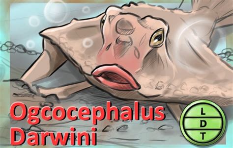 Episode 92 - Red-Lipped Batfish: Beauty Bats - Life, Death, and Taxonomy
