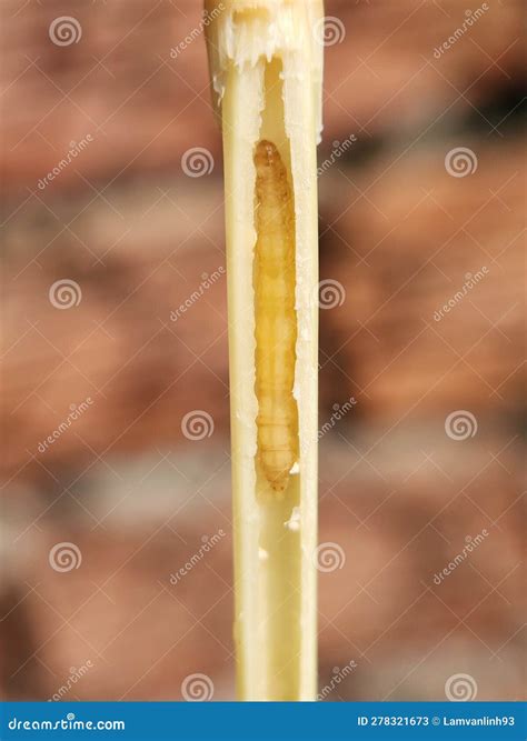 Rice Stem Borer Larvae Attack Inside of Rice Stem . Stock Image - Image