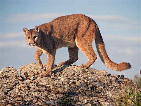 2 Mountain Lions Starve To Death After Being Relocated To Desert Edge ...