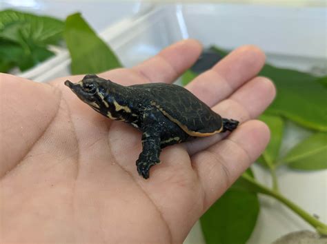 Baby Soft Shell Turtle