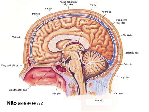 Những nét cơ bản về hệ thần kinh