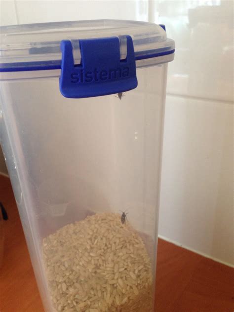 Airtight Containers To Keep Bugs Out at Taj Schauer blog