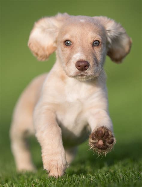 14 amazing facts about cocker spaniels – Artofit
