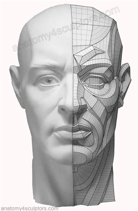 Resultado de imagen para head topography check zone | Anatomy reference ...