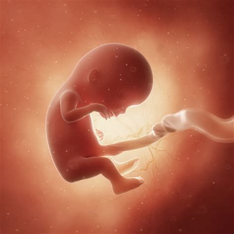 12. SSW: Entwicklung, Symptome und Ultraschallbilder