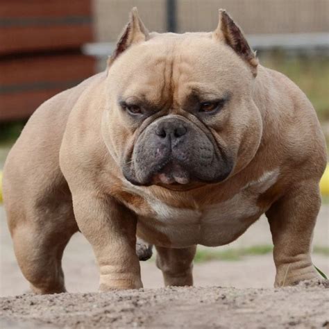 meet    muscular dog breeds   planet
