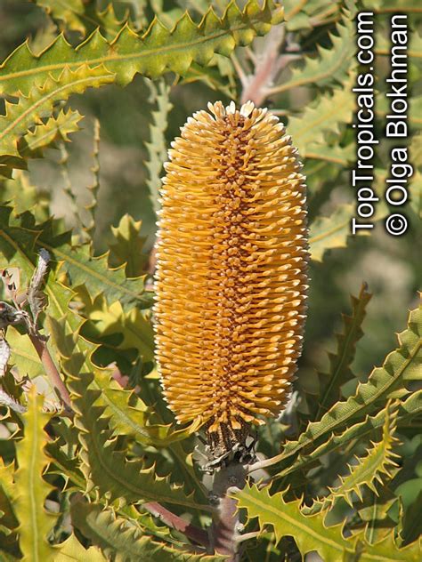 Banksia sp., Banksia