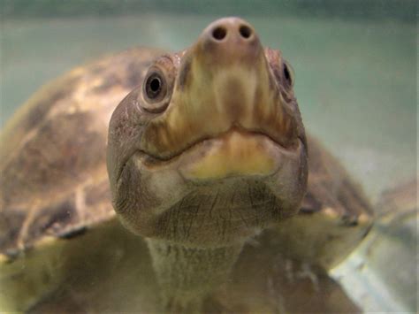 Painted River Turtle - Zoo