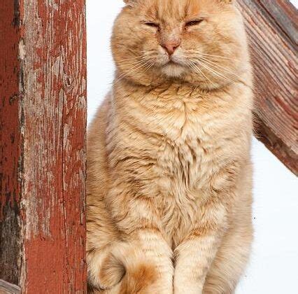 Understanding the Curled Tail Cat: Causes and Care - Tcrascolorado