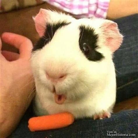 25 Fotos divertidas de animales chistosos - MejorHistoria